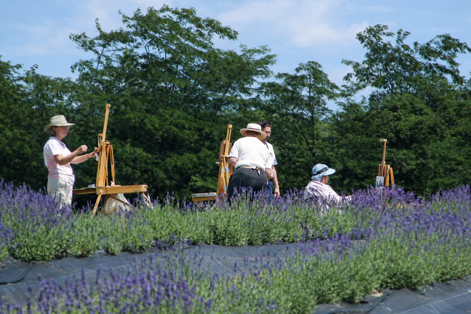 Artists working in the lavender fields during a farm workshop