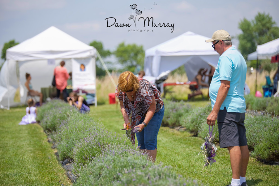 Summer Solstice Lavender Festival visitors at Peaceful Acres Lavender Farm