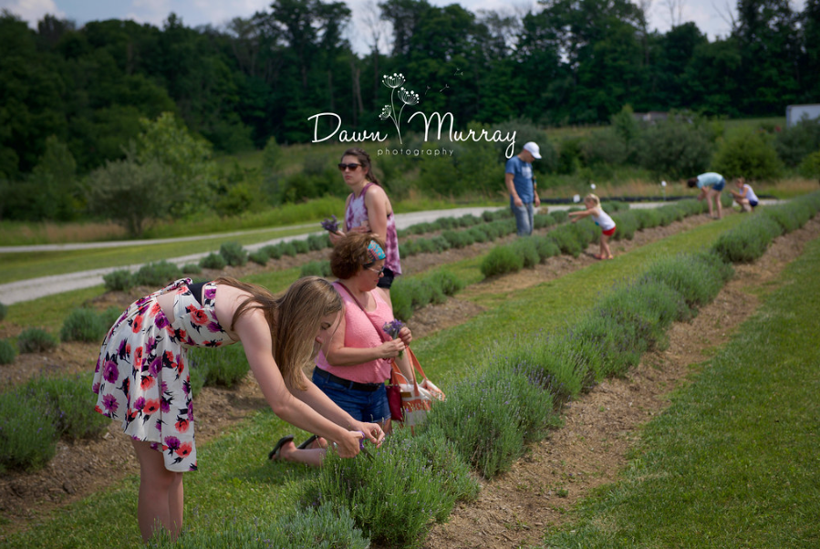 Visitors picking lavender at Peaceful Acres Lavender Farm